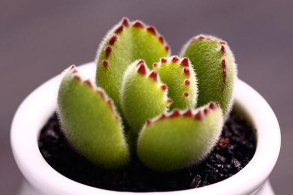 熊童子開花的寓意，生機(jī)勃勃與活力四射
