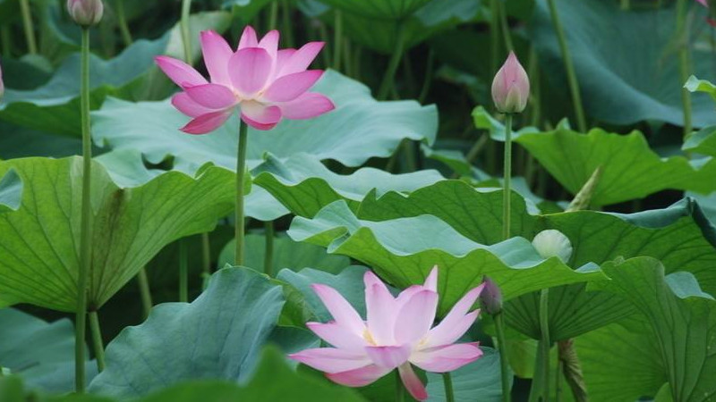 荷花什么時(shí)候開花