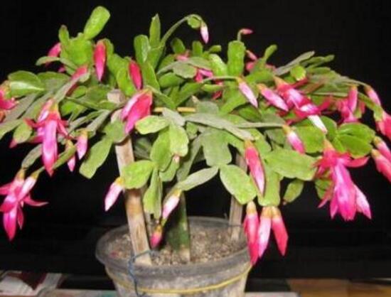 蟹爪蘭春天會(huì)開(kāi)花嗎，蟹爪蘭春天怎么養(yǎng)