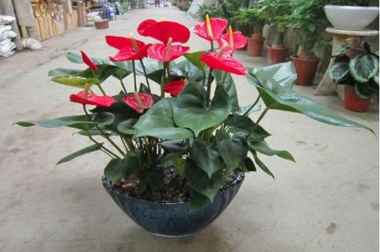 紅掌一年四季都開花嗎，紅掌四季養(yǎng)護(hù)方法
