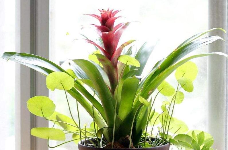 鴻運(yùn)當(dāng)頭的花變黃原因，溫度過高或過低是主要原因