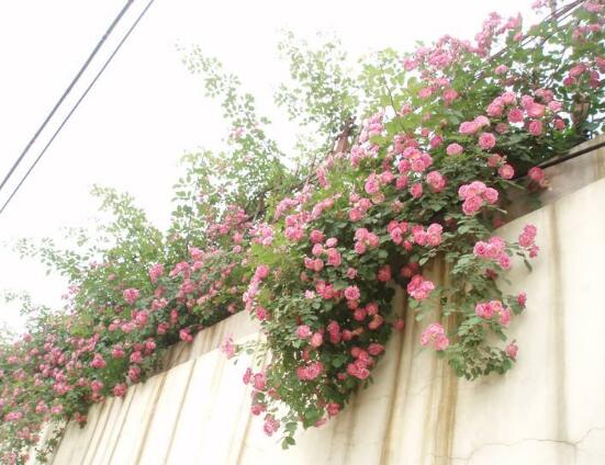 薔薇花的養(yǎng)殖方法，掌握八大方法就可養(yǎng)好