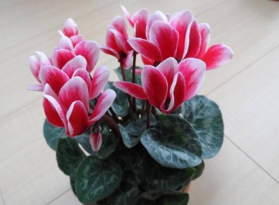 仙客來(lái)開花后怎么養(yǎng)，仙客來(lái)花的養(yǎng)護(hù)技巧