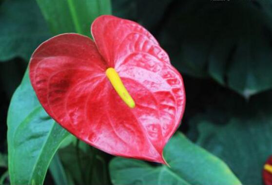 紅掌的養(yǎng)殖方法和注意事項，老農(nóng)總結(jié)八大基本方法