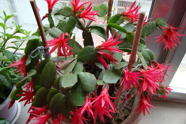 蟹爪蘭葉子發(fā)紅怎么辦，發(fā)紅原因以及處理方法