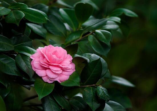 茶花葉子長黑斑是怎么回事，茶花葉子長黑斑怎么辦