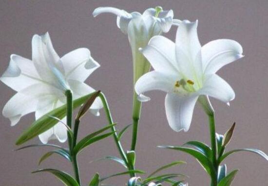 百合花什么時(shí)候開花，百合花不開花怎么辦/適當(dāng)光照