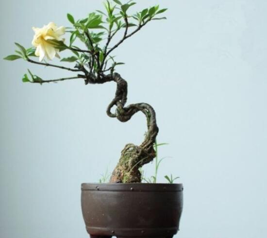 梔子花盆景如何制作，梔子花盆景制作方法
