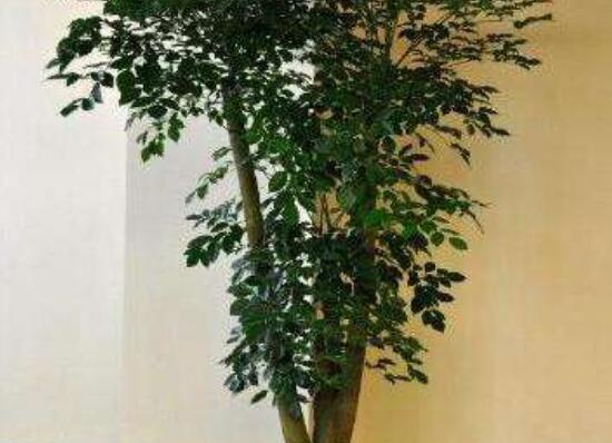 幸福樹種子怎么種，教你六大簡(jiǎn)單步驟即可學(xué)會(huì)