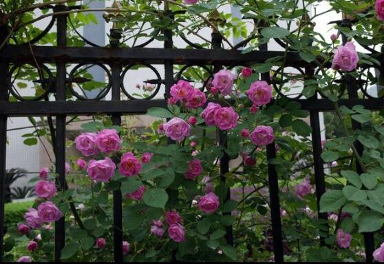 家庭種植薔薇花有什么好處，薔薇花是綠花遮陰的好幫手