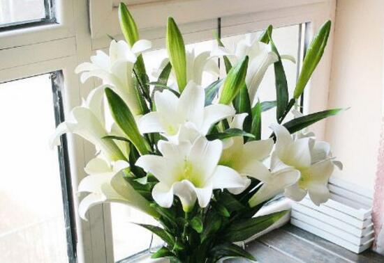 百合花可以水培嗎，水培百合花的養(yǎng)殖方法