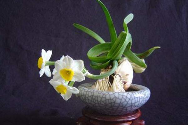 水仙花可以放室內(nèi)嗎，汁液花粉有毒不建議放室內(nèi)