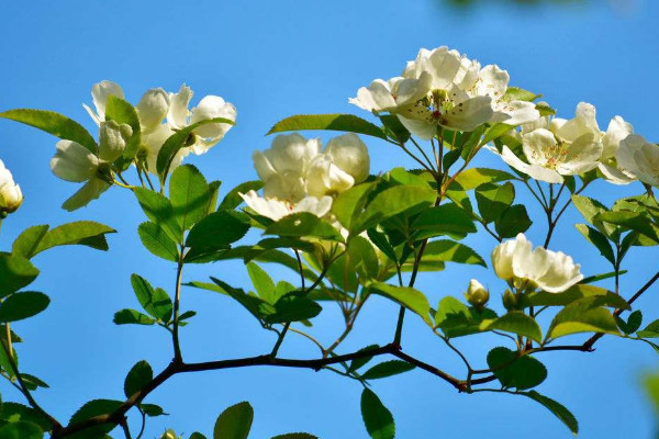 七里香什么時(shí)候開花