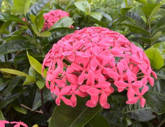 繡球花開花后如何修剪，花后一年修剪兩次(春秋季節(jié))