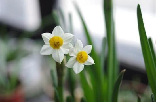水仙花水培養(yǎng)殖方法，教你三種簡單可行的方法
