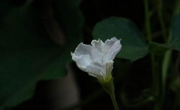 夕顏花是牽牛花嗎，不是/夕顏花是一種比較凄涼的花朵
