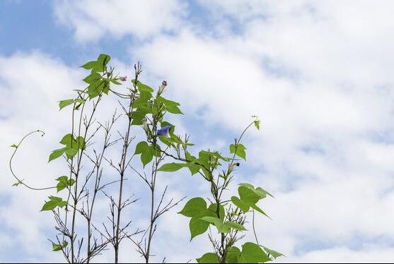 牽牛花的花語是什么，牽?；ù碇鴲矍?、冷靜、虛幻、愛情永固
