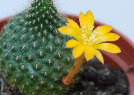 仙人掌會(huì)開(kāi)花嗎，仙人掌什么時(shí)候開(kāi)花