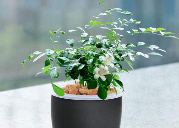 九里香不開花怎么辦，很有可能是光照不足