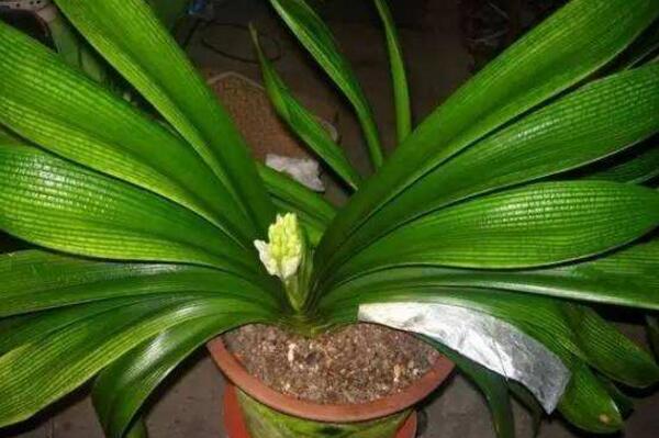 君子蘭開花后怎么處理，分為留種處理與不留種處理