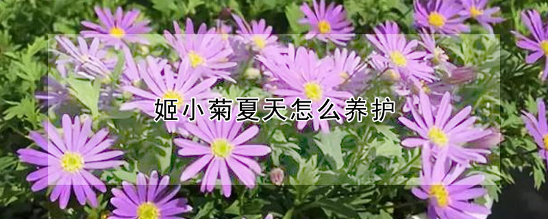 姬小菊夏天怎么養(yǎng)護(hù)