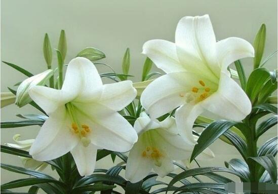 百合花花語，代表著純潔、熱烈的愛、永遠(yuǎn)的幸福