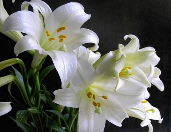 百合花花期多久，百合花開花后怎么處理/施肥澆水養(yǎng)護(hù)