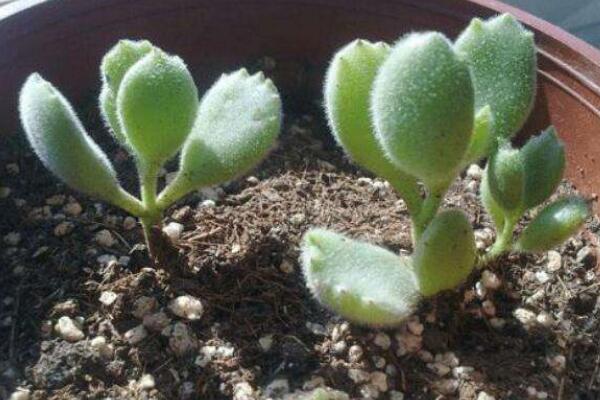 多肉熊童子的種植過程，熊童子種植詳細(xì)步驟介紹