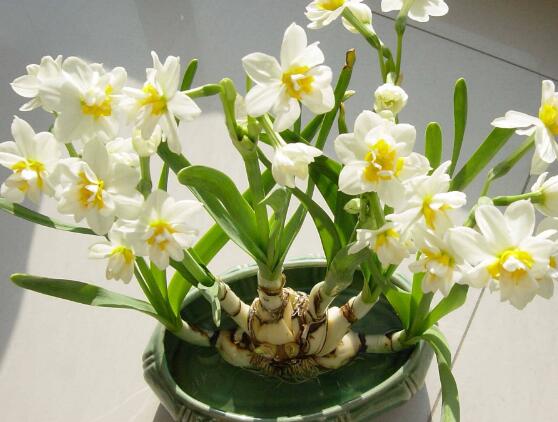 水仙花怎么養(yǎng)，水仙花養(yǎng)殖方法