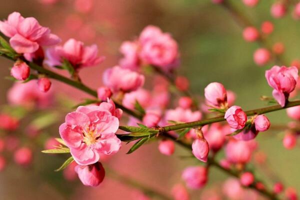 桃花用什么土栽培，使用輕壤土進行養(yǎng)護