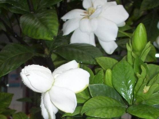梔子花怎么澆水，梔子花澆水方法