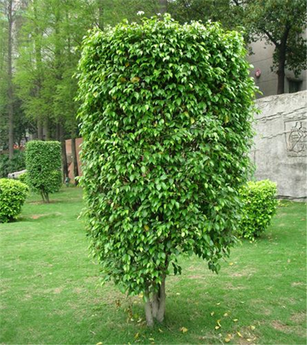 盆栽垂葉榕_榕樹圖片_價格_垂葉榕會開花嗎