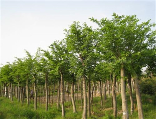 樸樹形態(tài)特征