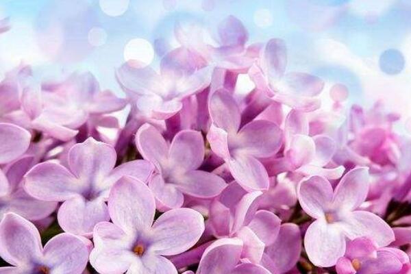 紫丁香花語和寓意