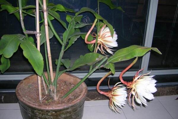 曇花幾年開花，養(yǎng)殖三年左右才能開花