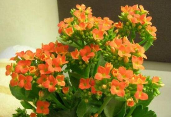 長(zhǎng)壽花冬天能開(kāi)花嗎，長(zhǎng)壽花冬季如何開(kāi)花