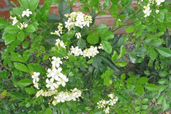 六月雪開(kāi)花時(shí)間，每年的5-7月開(kāi)花（6月開(kāi)的最旺）