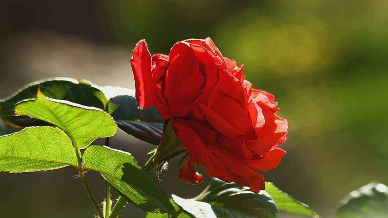 紅色月季花花語(yǔ)及寓意