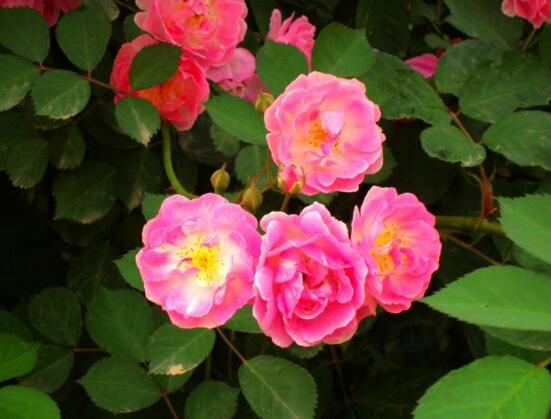 薔薇花什么時(shí)候種植，薔薇花幾月種植