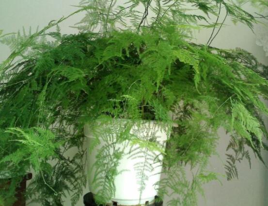 家里養(yǎng)文竹有什么好處，凈化空氣、陶冶情操、點綴家居