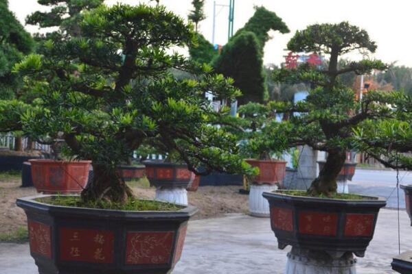 羅漢松盆景寓意，長壽的象征