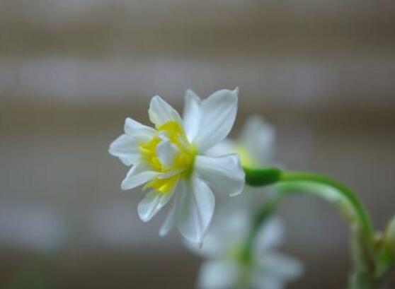 水仙花怎么修剪，水仙花修剪方法