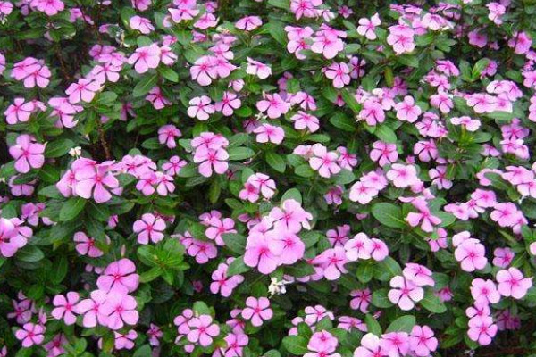 長春花發(fā)芽后怎么養(yǎng)護