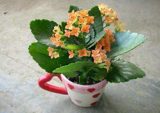 長壽花盆栽怎么養(yǎng)，長壽花盆栽的養(yǎng)殖方法