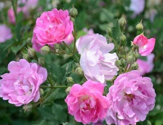 薔薇花花期，薔薇花在哪個季節(jié)開