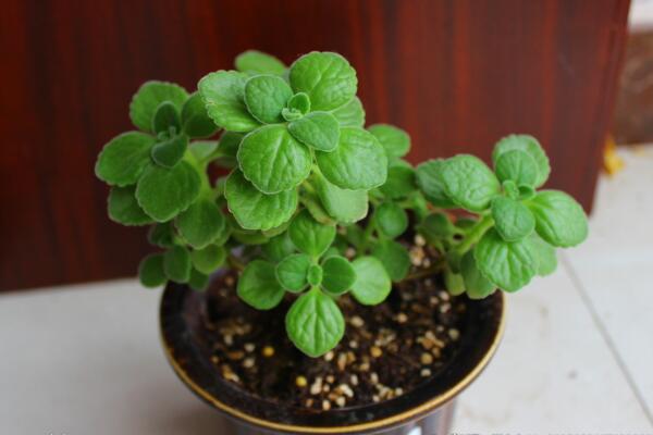 碰碰香會(huì)過敏嗎，對(duì)一些過敏體質(zhì)的人會(huì)造成不適