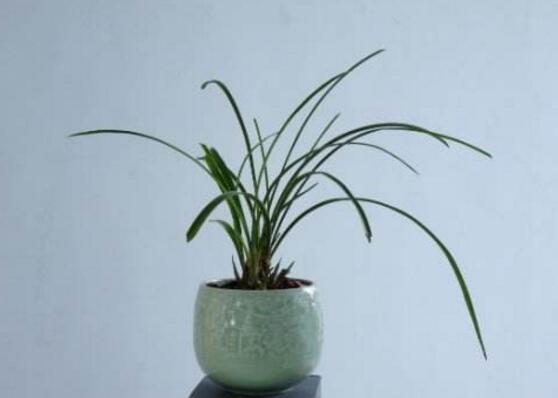 蘭花有毒嗎，蘭花可以放在臥室嗎