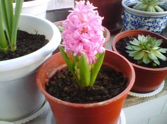 風信子什么時候開花,風信子開花后怎么處理