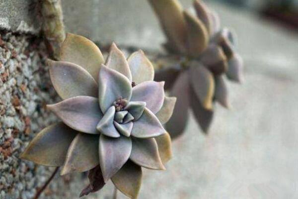 寶石花怎樣用葉子繁殖，寶石紅葉子繁殖5大要點