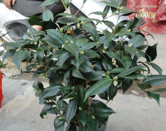 茶花適合在室內(nèi)養(yǎng)嗎，茶花對家里的風(fēng)水好嗎